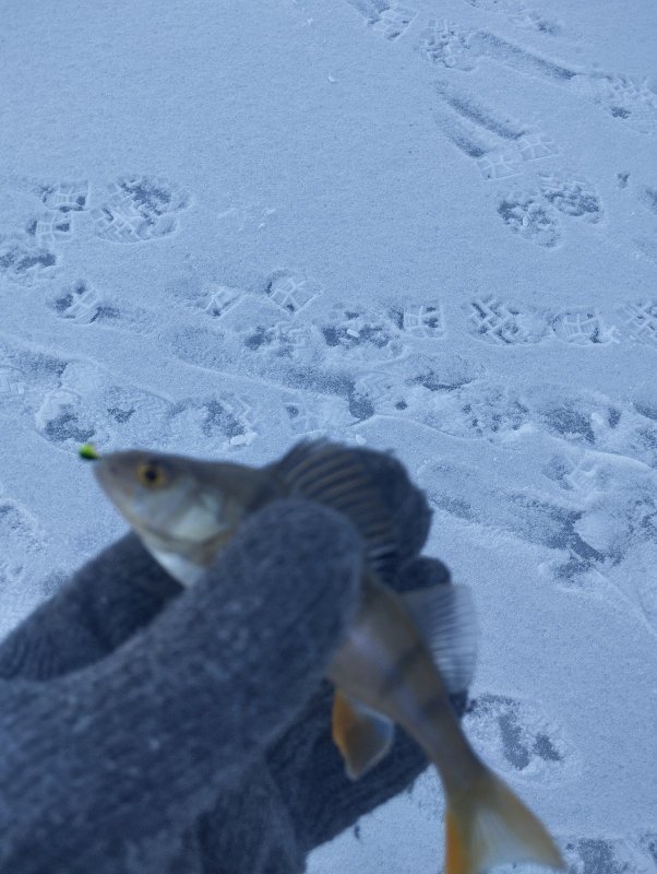 Окунек тоже присутствовал!..