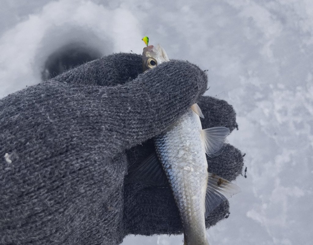 Умревинский елец!..