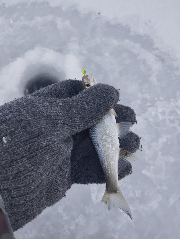 Умревинский елец!..