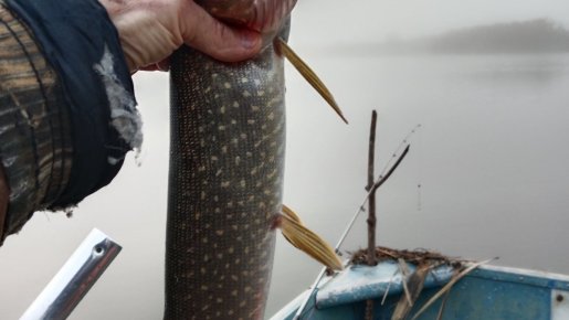 Есть рекорд!