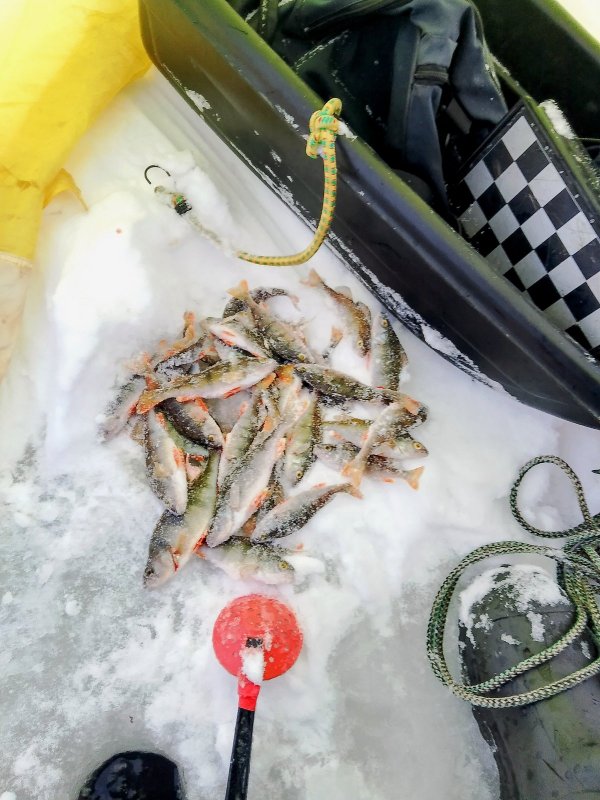 Поклевывает.