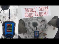 "Выход" окуня подо льдом - как это выглядит в реалиях и в эхолоте!