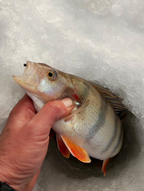 ОВХ. " Ребята, а Вы чего тут?"