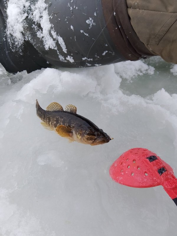 Поклевка на Ю/З.