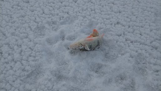 Не нужны нам Тайвани далекие, мы и в городе рыбу найдём!