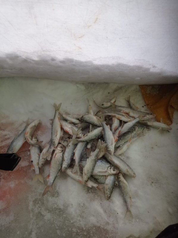 Умревинская протока!Ельцовое Эльдорадо!..