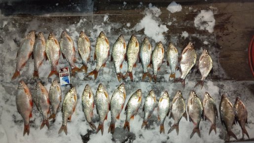 Бердский залив