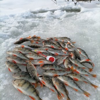 14.12.2025 Колываны