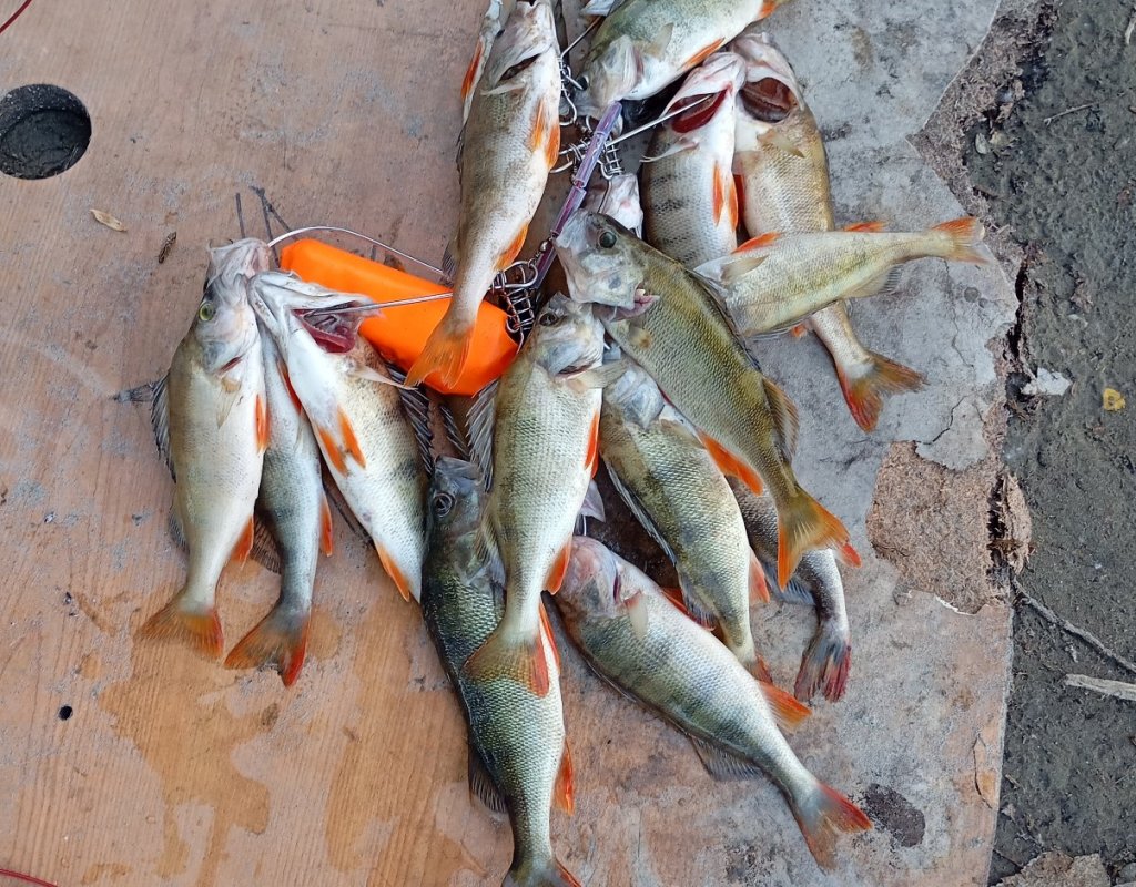 Воспоминания о хорошей рыбалке в начале июня