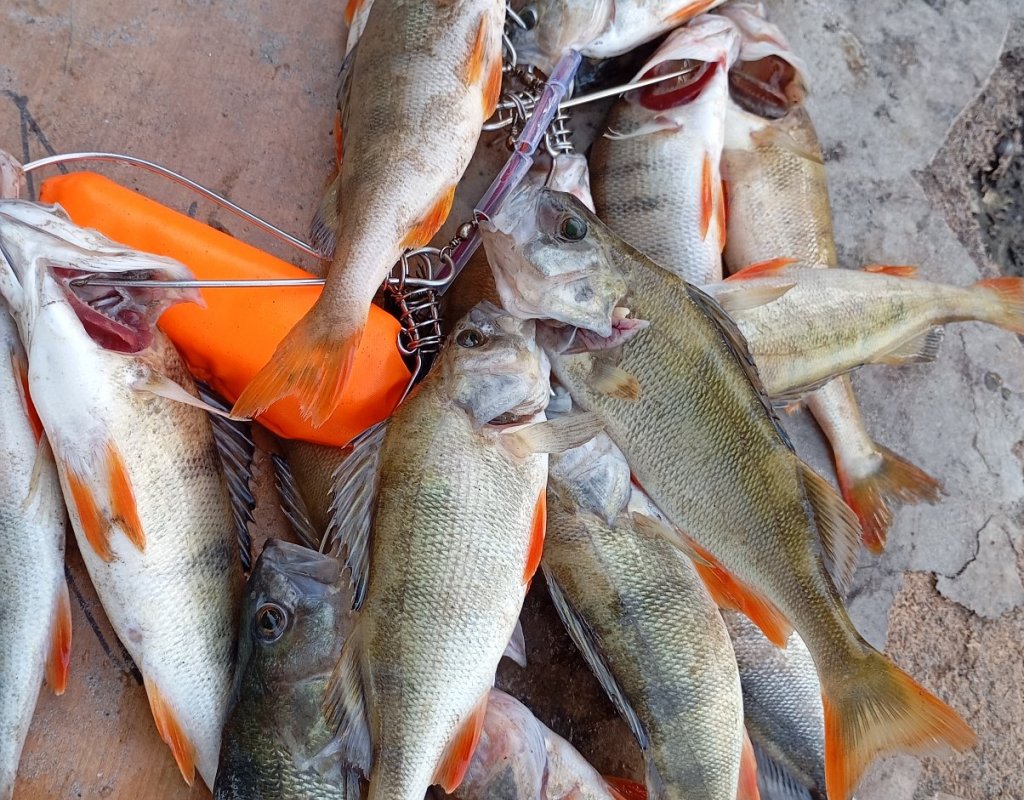 Воспоминания о хорошей рыбалке в начале июня