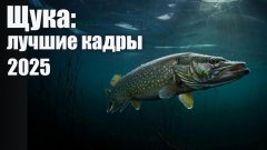 СНЯЛ ЩУКУ ПОДО ЛЬДОМ! Лучшие подводные кадры зимы 2025