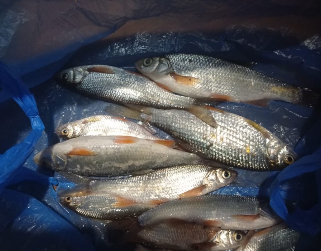 Умревинская протока! Ночная сорога!..