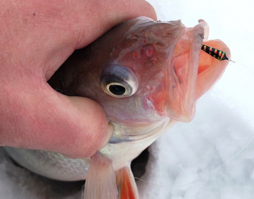 " Ребята, морозно что-то тут у Вас".