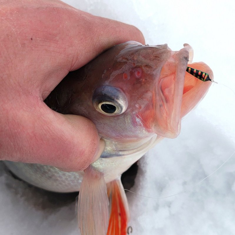 " Ребята, морозно что-то тут у Вас".