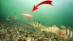 Судак на ВИБЫ! Зимняя рыбалка 2026! Подводная съемка