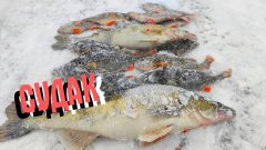 Не ожидали найти судака на этой глубине! Коряга кишит рыбой!