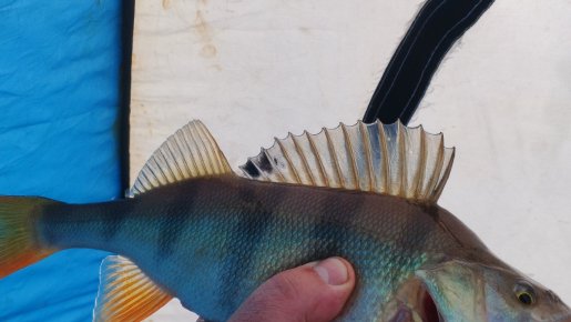 Левая Обь.  Редкие экземпляры.