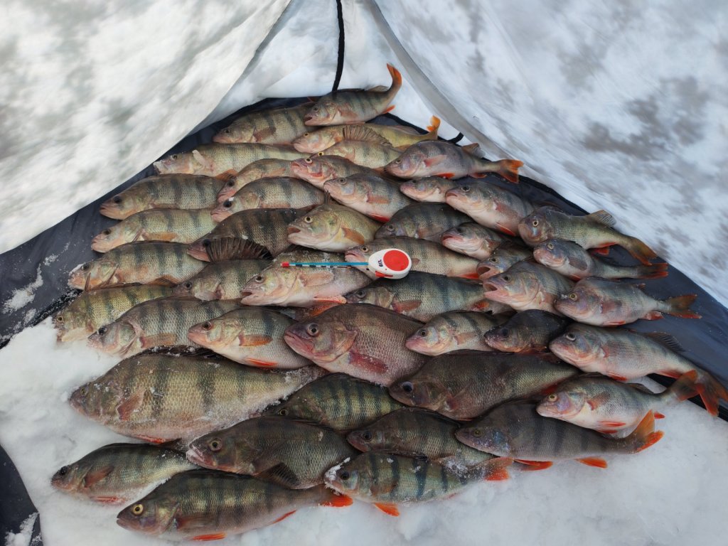 Глухозимье...