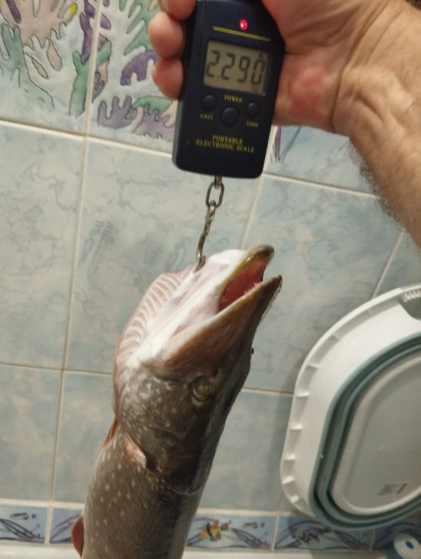 Штучка-Щучка!..