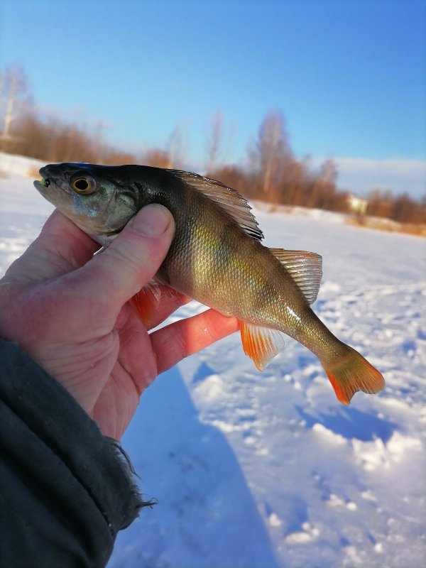 Первоянварский.