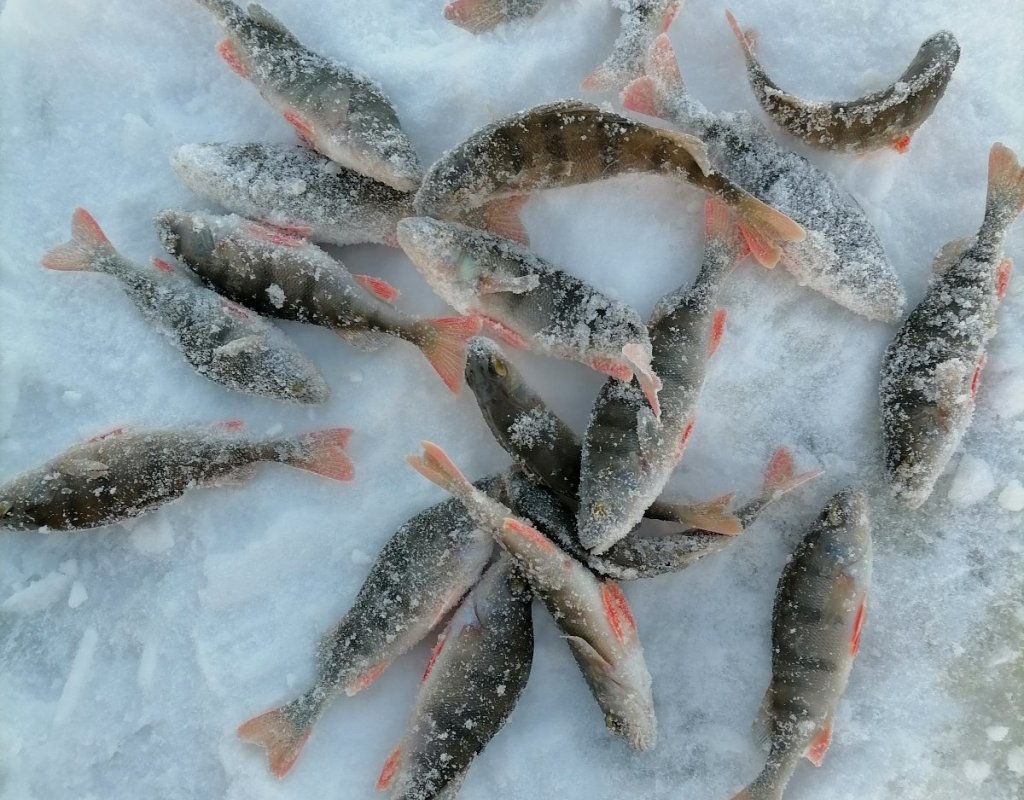 Улов с одной лунки.