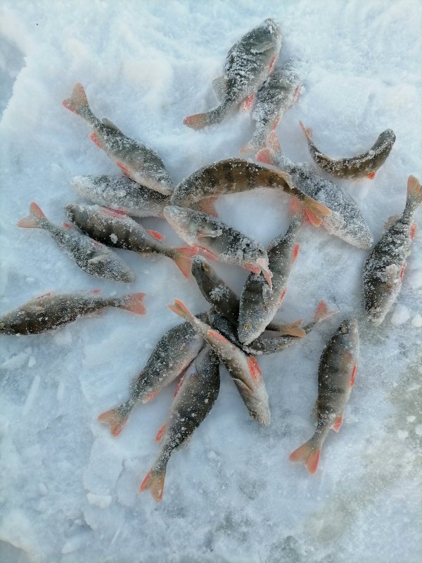 Улов с одной лунки.