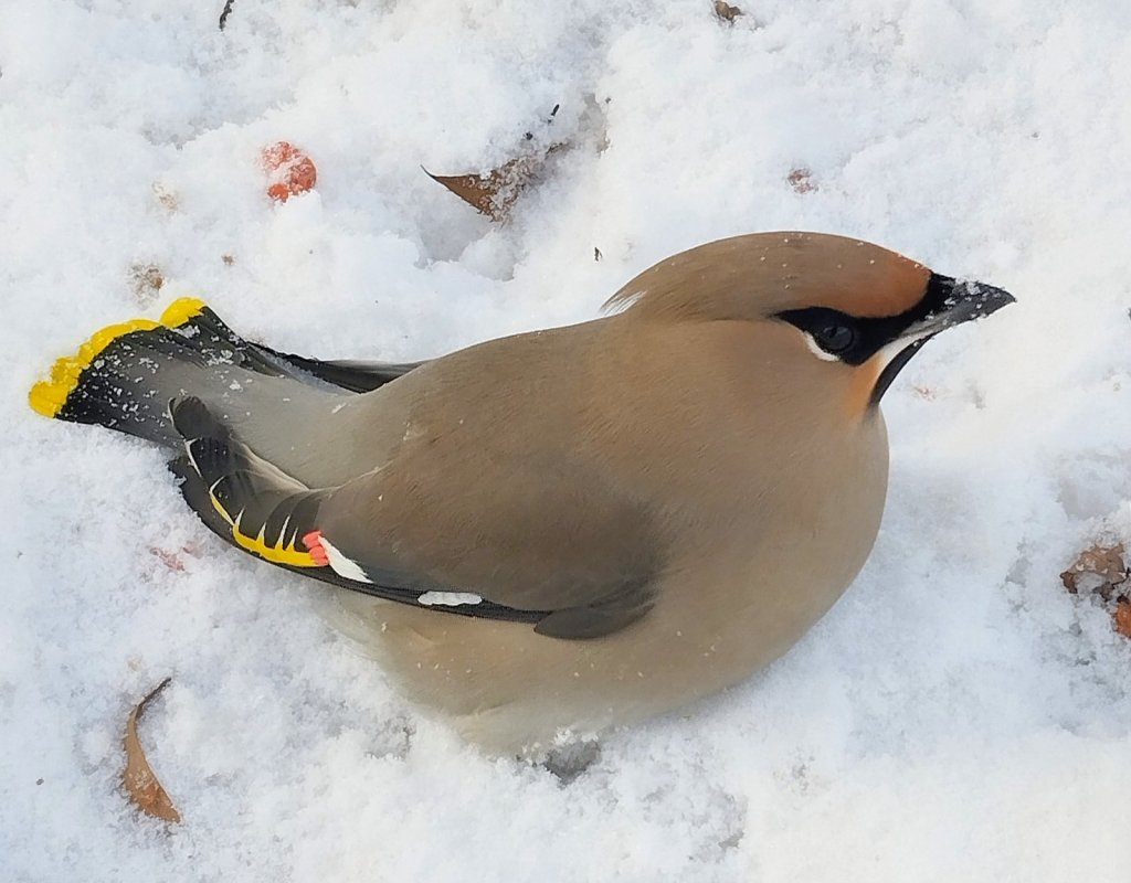О вреде алкоголя.