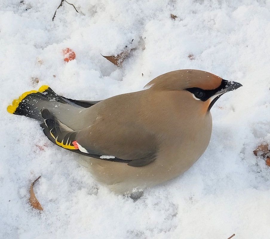 О вреде алкоголя.