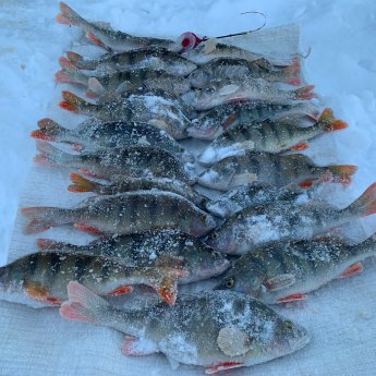 Полосатый рейс