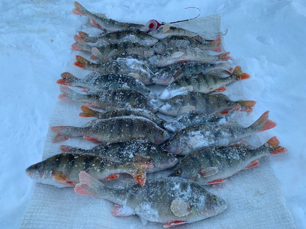 Полосатый рейс