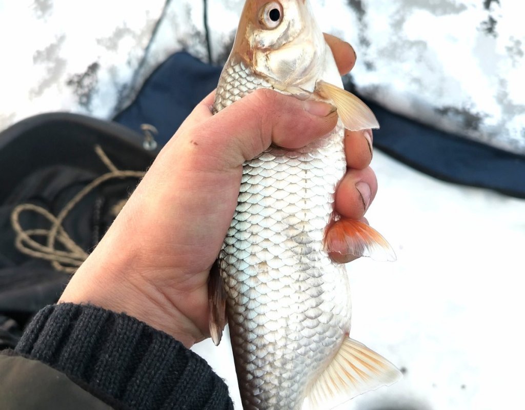 ОВХ. " Полуморской размер".