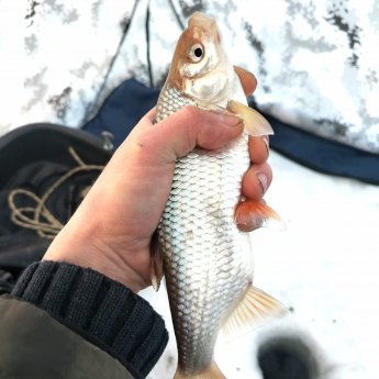 ОВХ. " Полуморской размер".