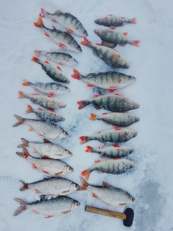 Два дня на городской яме