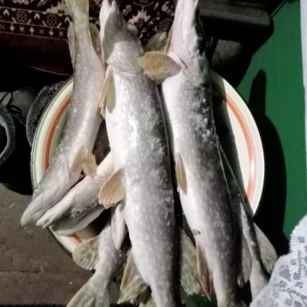 Щука на мелководье.