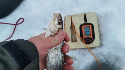 Разнорыбица с БЗ.