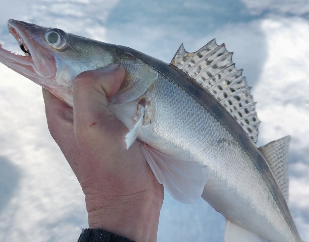 Тань- Ваньский, на мормышку.