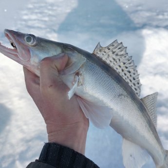 Тань-Ваньский, на мормышку.