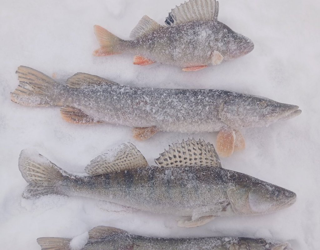 Соколовская