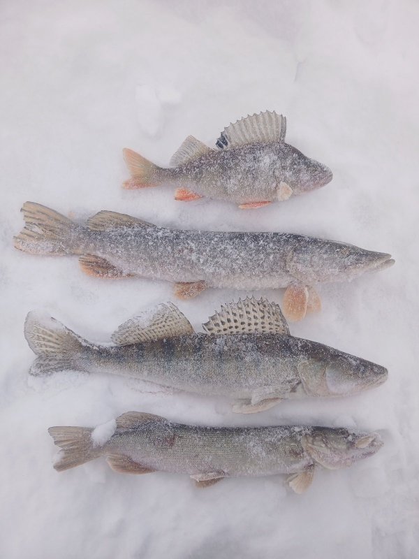 Соколовская