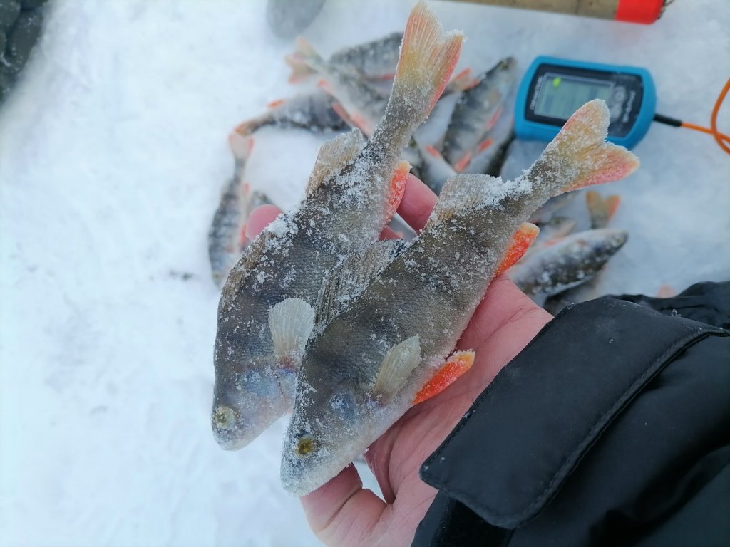 Окуни с местной лужи.