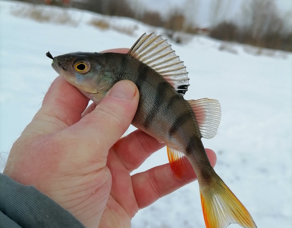 Первенец двадцать шестого года.