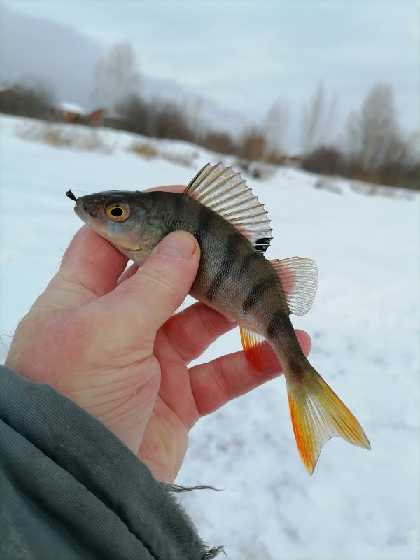 Первенец двадцать шестого года.