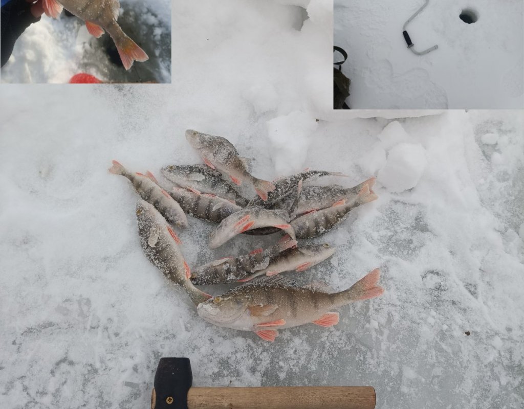 Сломал бур на котловане Левая Обь на четвёртой лунке, но всё-таки поймал маленько