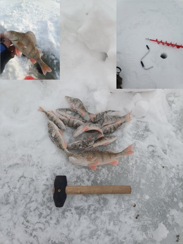 Сломал бур на котловане Левая Обь на четвёртой лунке, но всё-таки поймал маленько