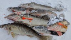 Судак АТАКУЕТ БЕЗ РАЗДУМИЙ! Балансир ХАМСА творит чудеса! Жигулевское море в Январе