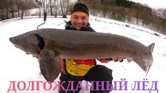 Форель, редкая подлёдная рыбалка.