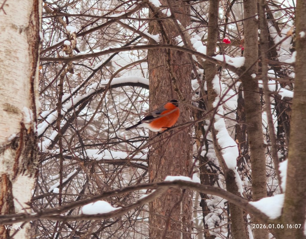 Красногрудый орëл!