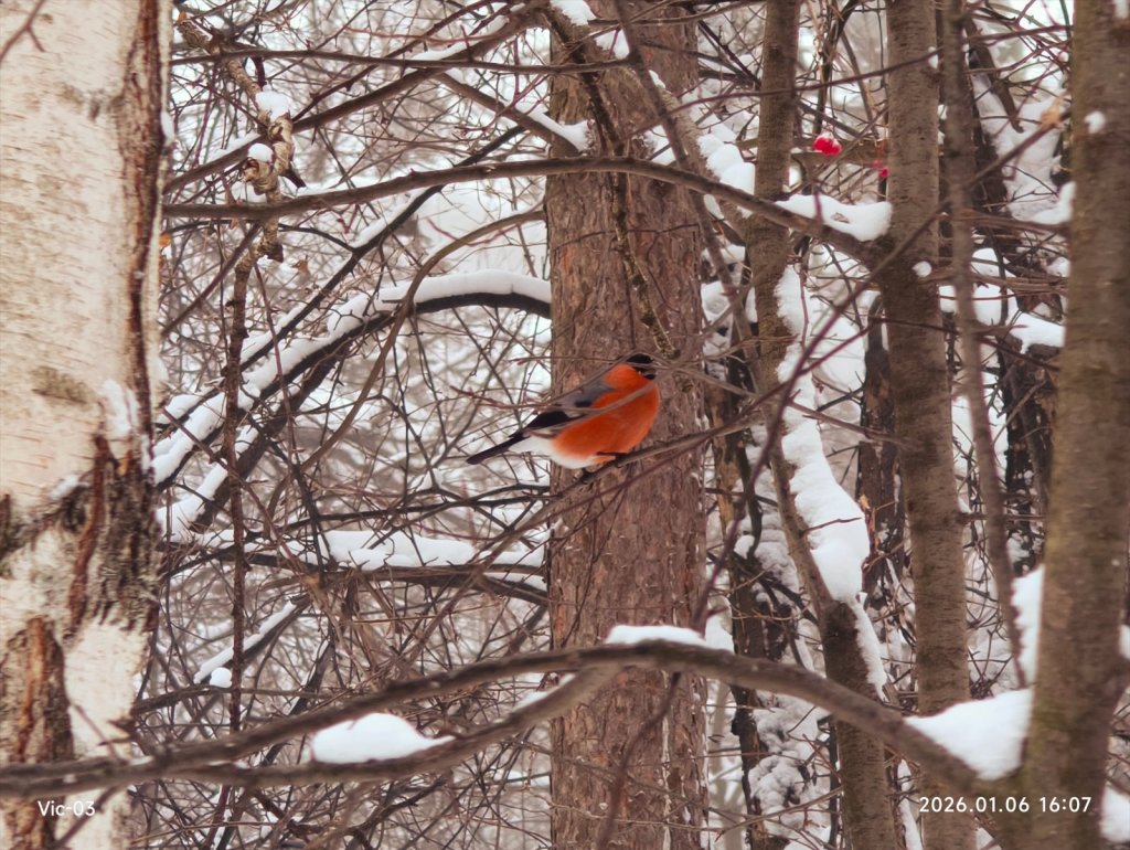 Красногрудый орëл!