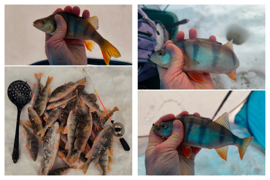 Мелкоокунь мелкоречки.