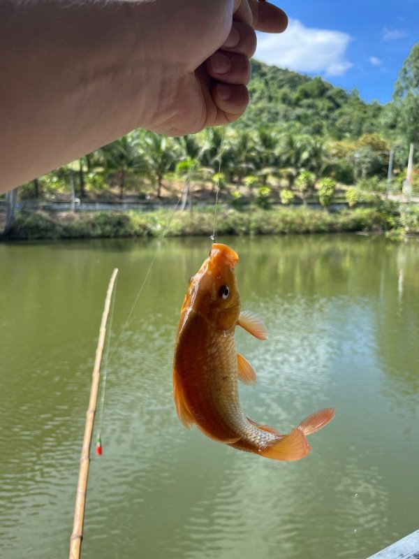 Золотая рыбка .